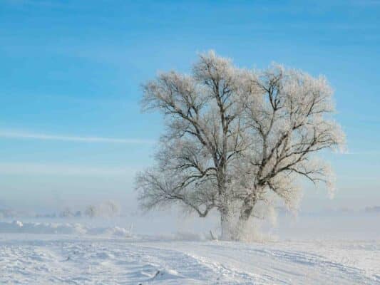 Winter 0209007